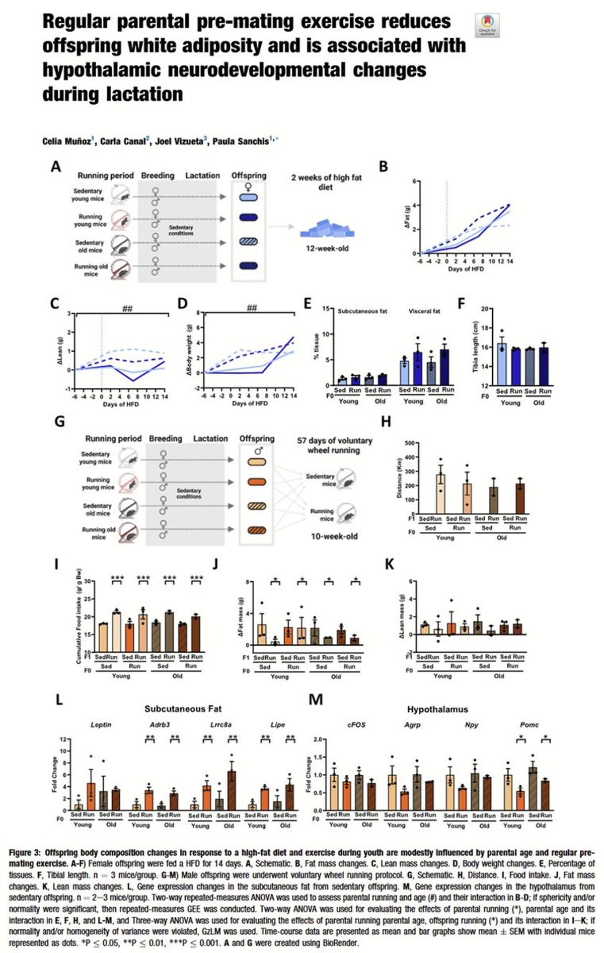 Parental Exercise Pre‑Conception Programs Offspring Metabolism