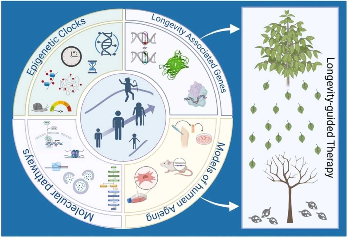 Extreme Age Phenotypes Uncover Shared Longevity Pathways