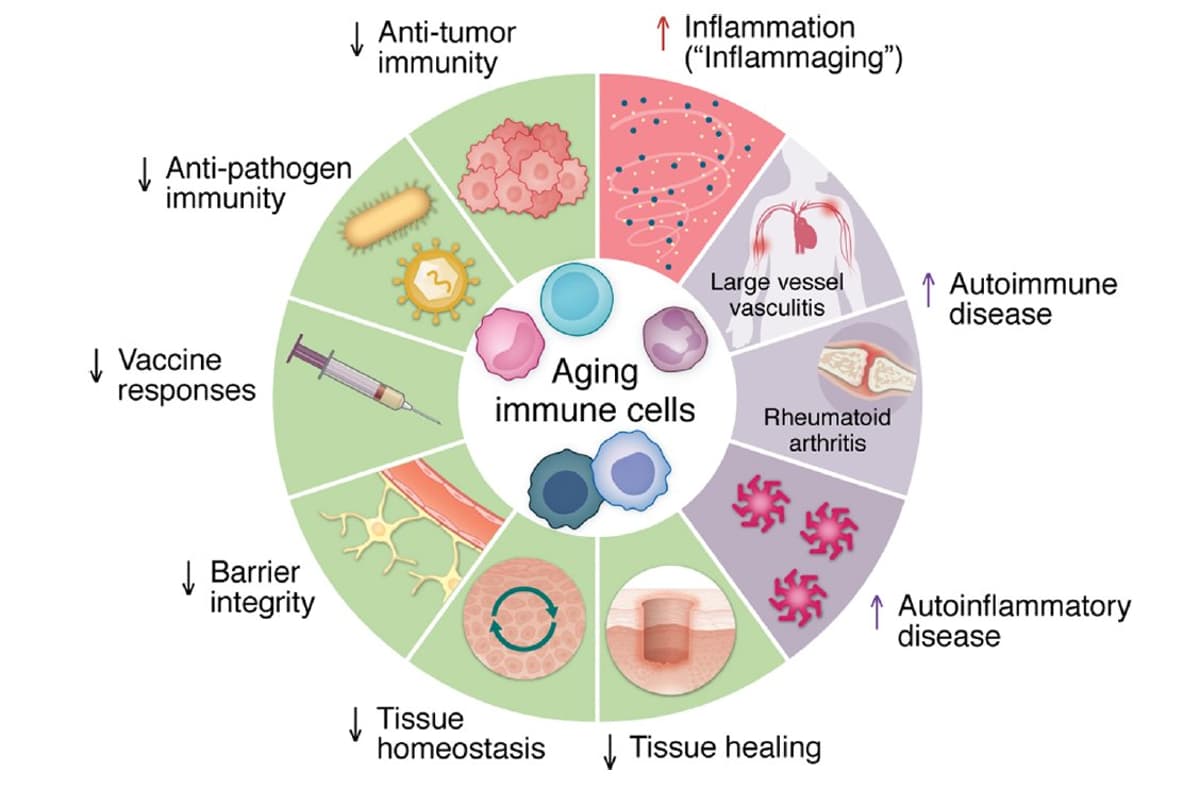 Aging Weakens Immunity; Restore Without Autoimmunity