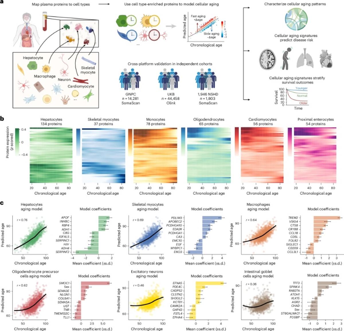 Cellular Aging Signatures in Blood Predict Disease Risk