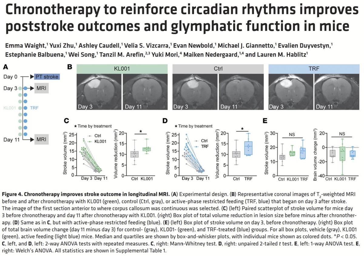 Clock‑targeting Drug or Timed Eating Boosts Stroke Recovery