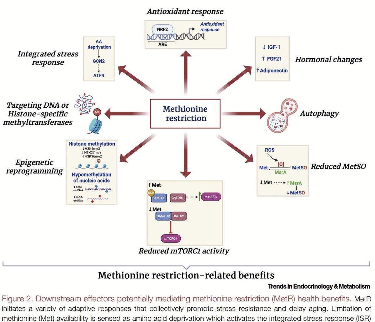 Mimicking Methionine Restriction: New Therapies Target Longevity