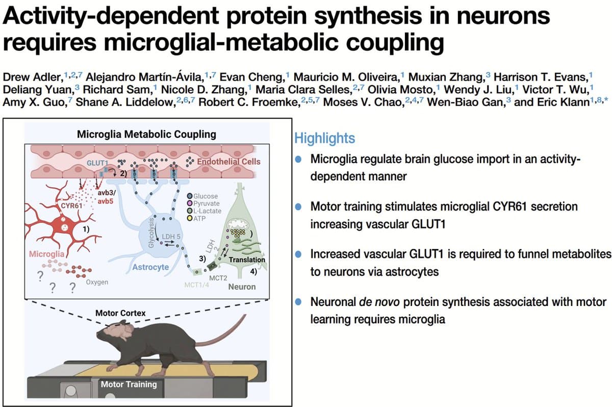 Microglia Fuel Learning by Boosting Brain Glucose Transport
