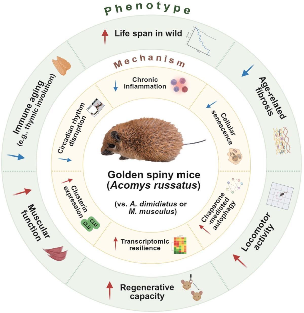 Golden Spiny Mice Defy Aging with Superior Tissue Repair