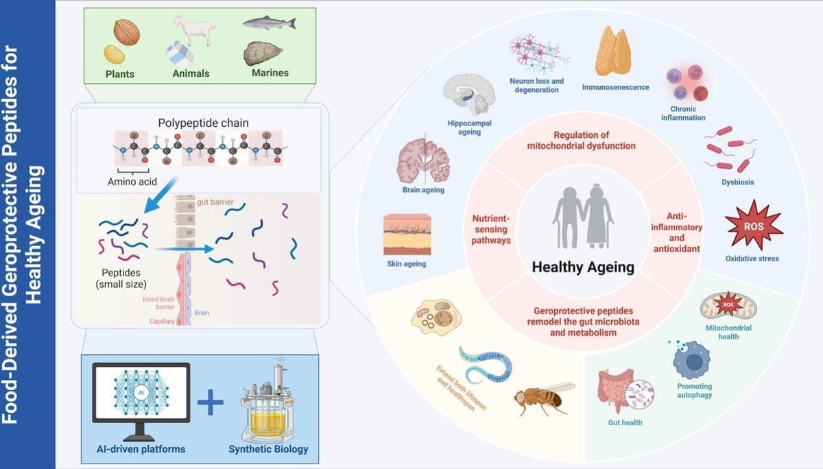 AI Uncovers Peptide Structures for Healthy Aging