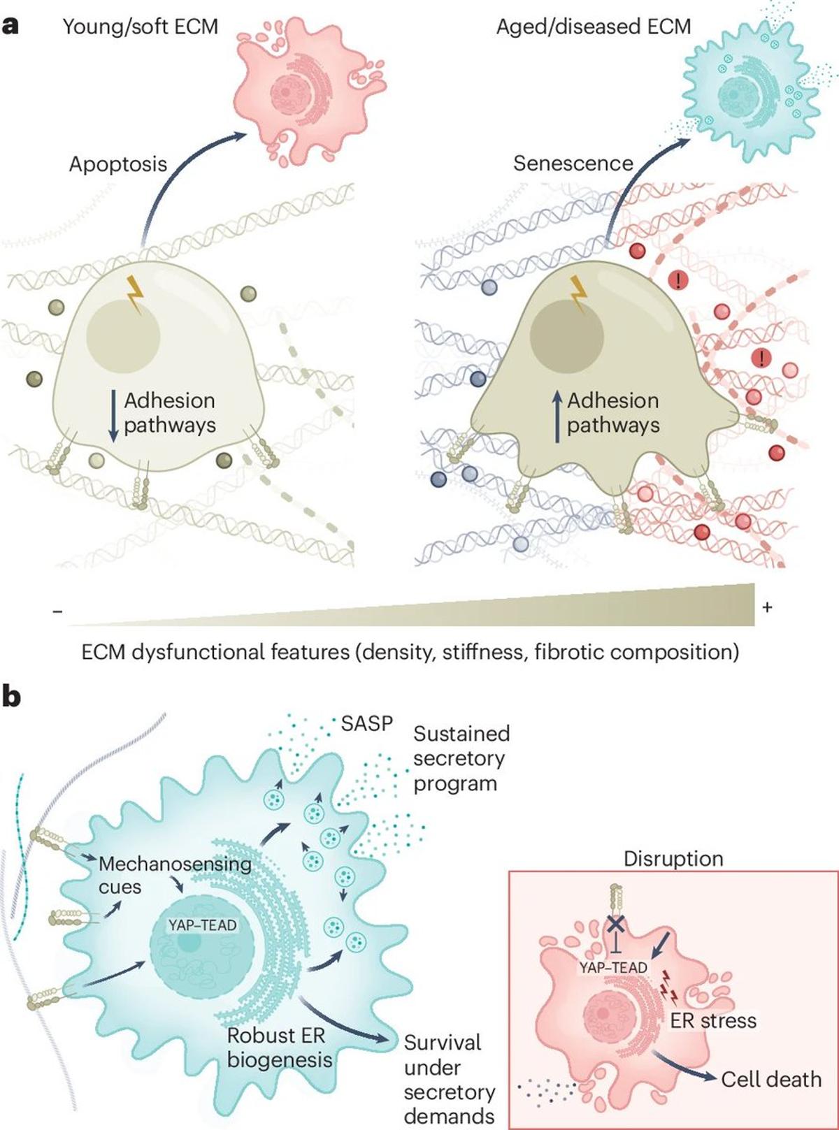Aging ECM Drives Senescent Cell Buildup and Persistence