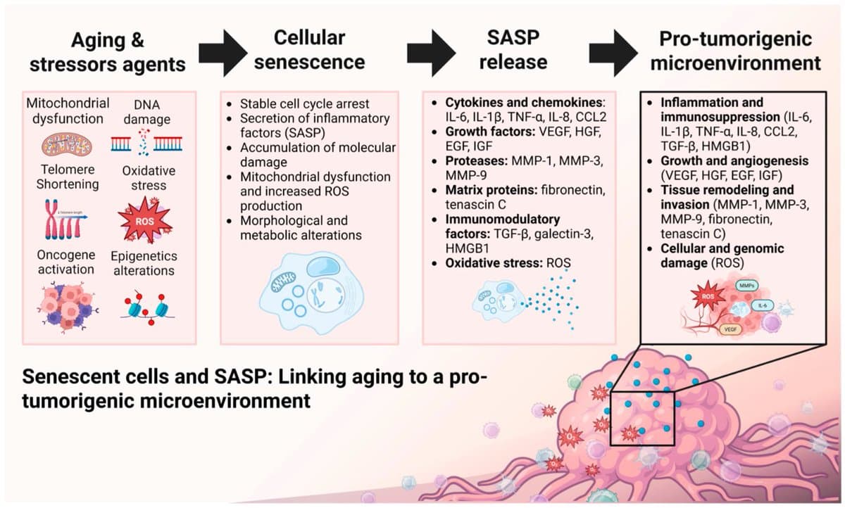 Strength Training May Slow Cellular Aging and Cancer