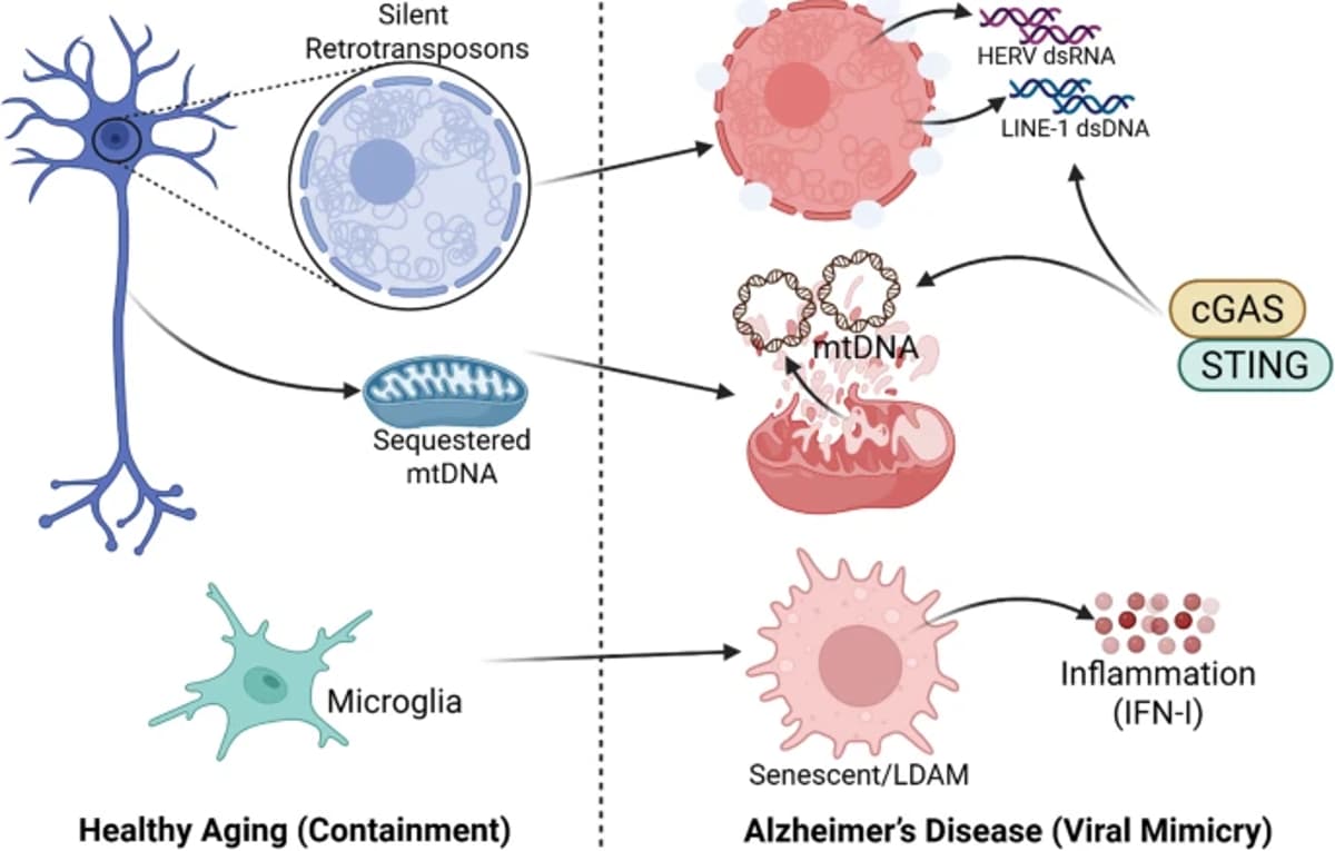 Self‑DNA Sensing