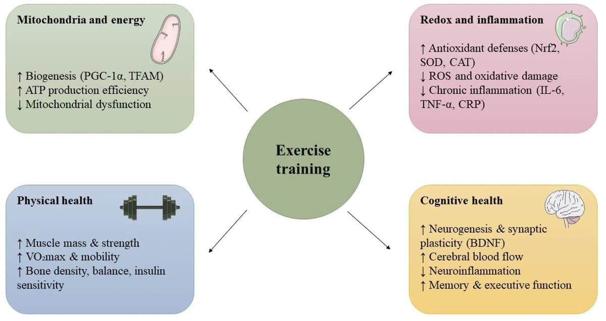Glycine & NAC Boost Brain Health, Reduce Frailty