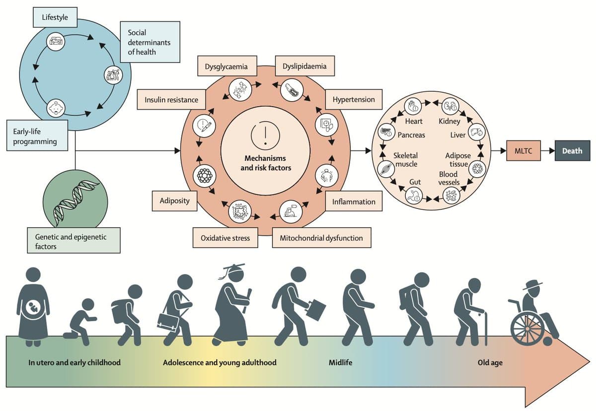 Cardiometabolic Disease: A Lifelong Journey From Womb to Tomb