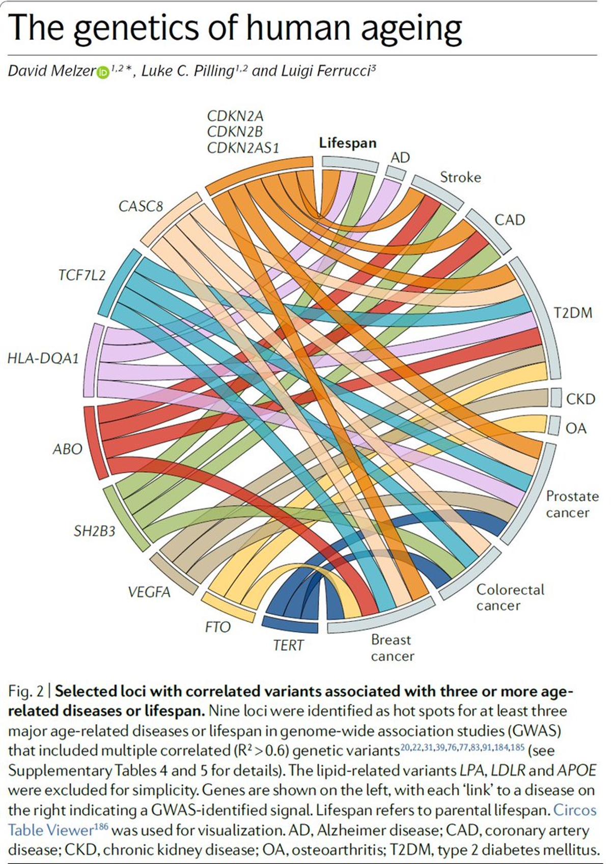 Eleven Genes Link Mutations to Multiple Chronic Diseases