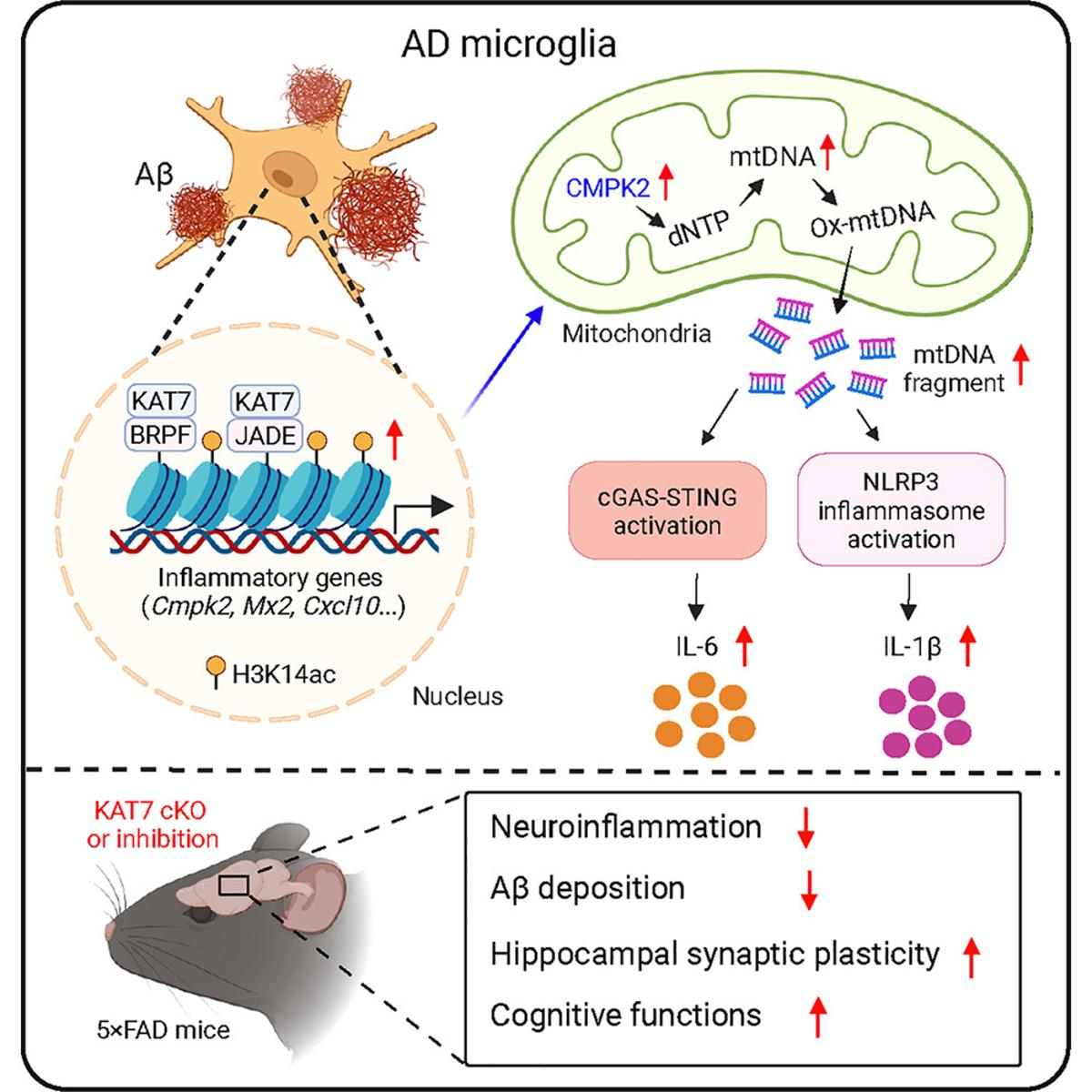 Epigenetic Regulator of Microglial Mitochondria Emerges as Alzheimer’s Target