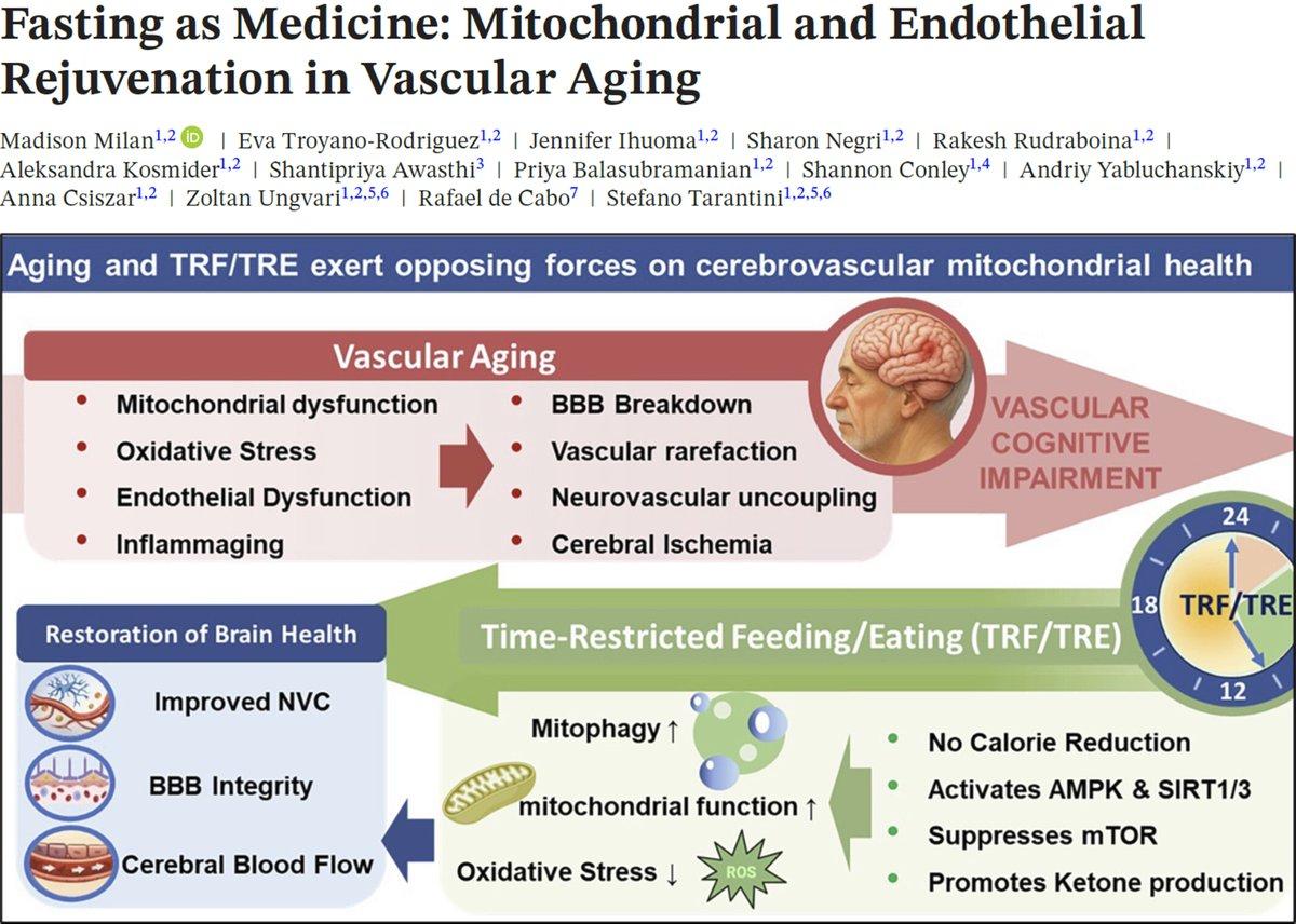 Fasting May Preserve Vascular Health as We Age