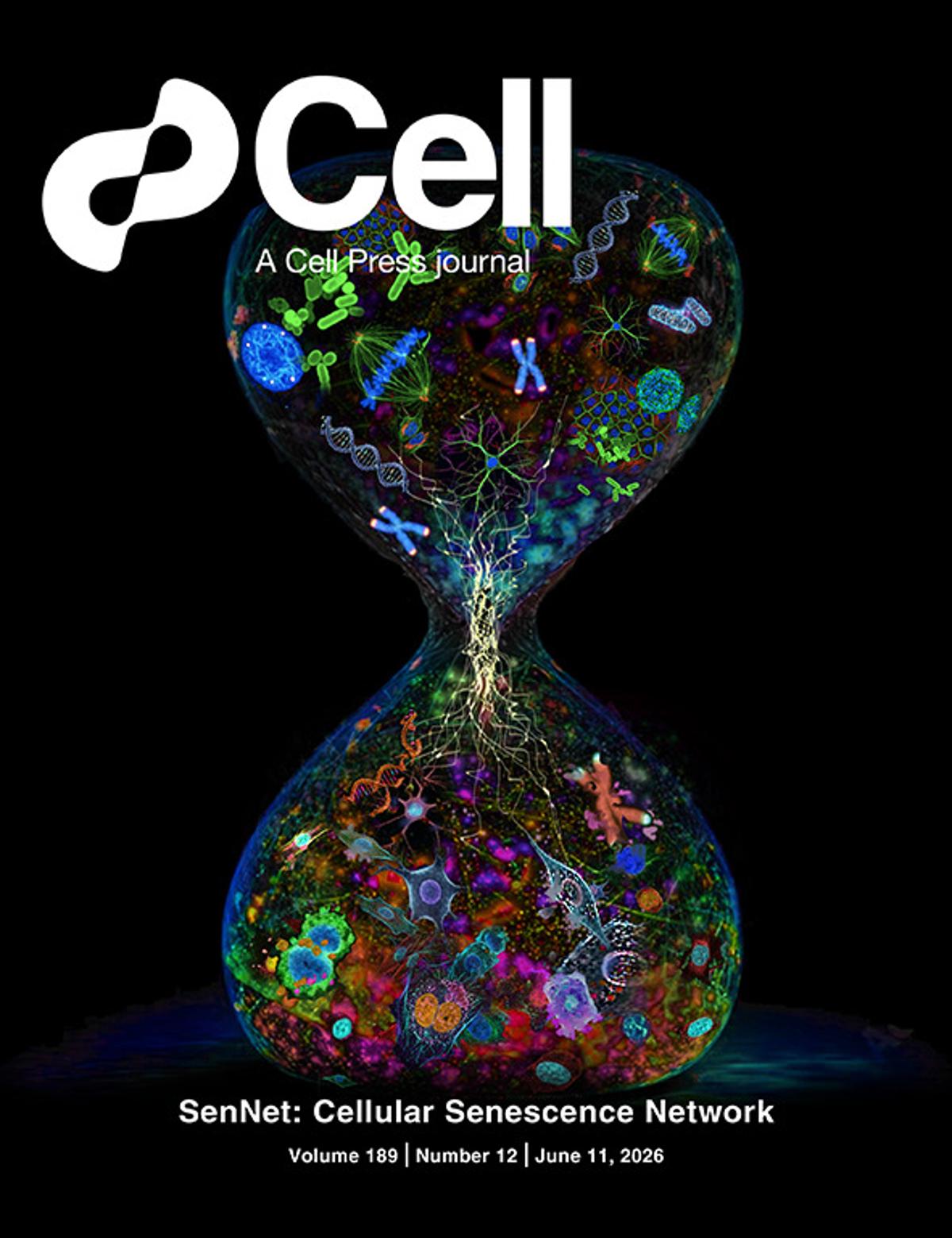 New Insights Reveal Cellular Senescence’s Role in Aging