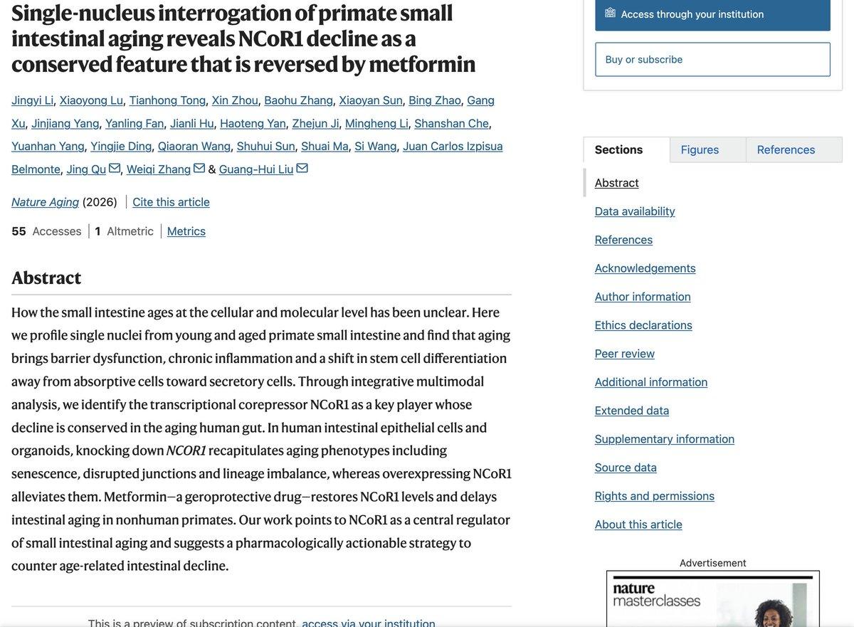 Metformin Restores NCoR1, Delays Primate Gut Aging