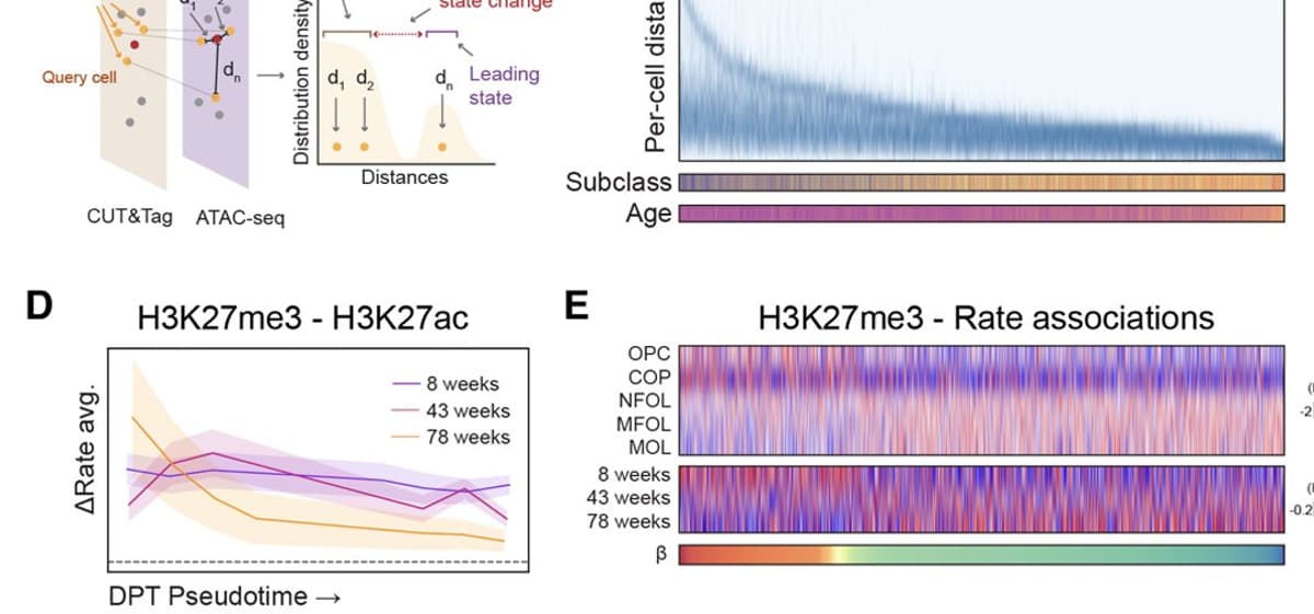 Aging Linked to Loss of Cellular Information, Not Damage