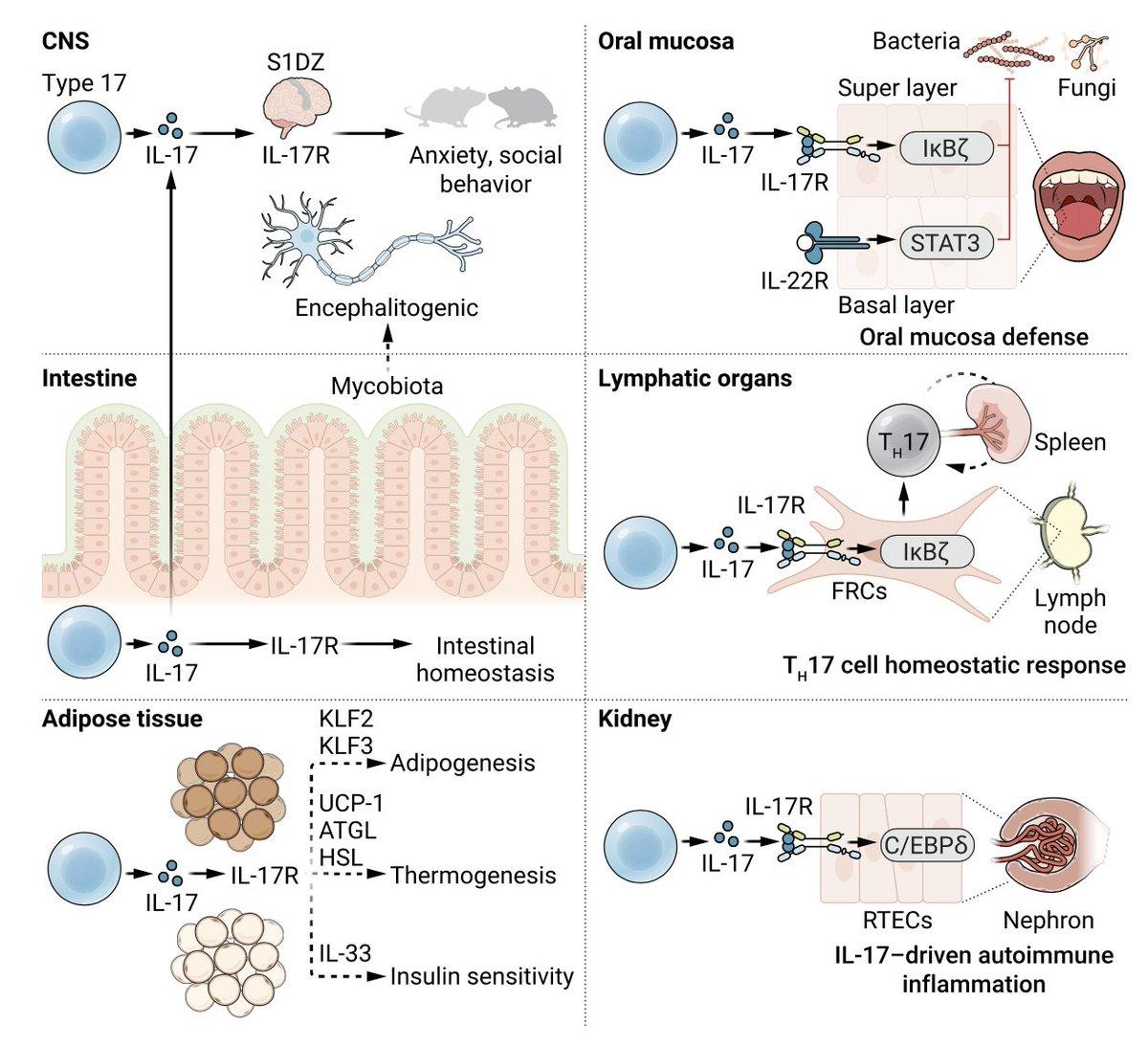 IL‑17/IL7R Identified as Central Immune Disease Drivers