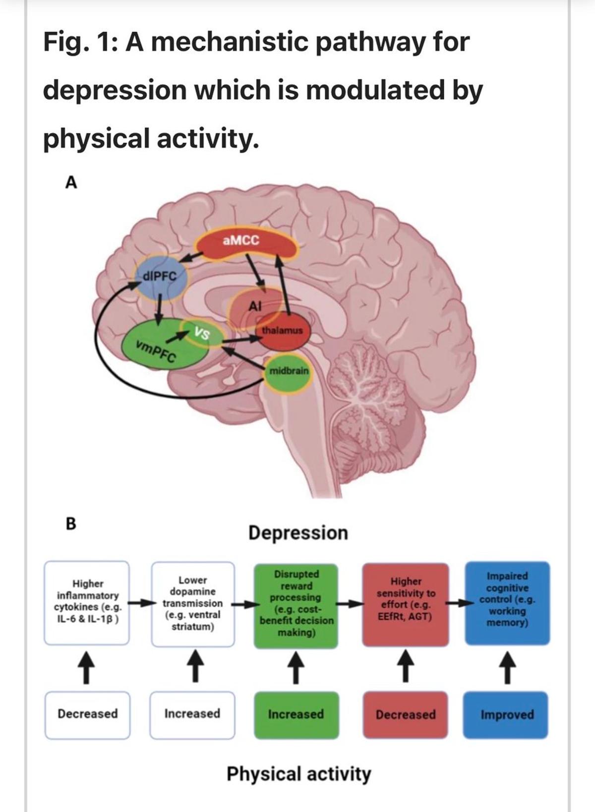 Exercise's Antidepressant Power Explained by New Framework