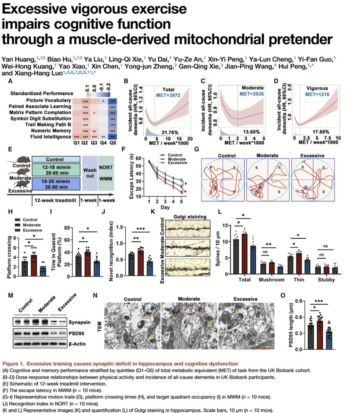 Overtraining Sends Muscle Vesicles to Brain, Impairing Memory