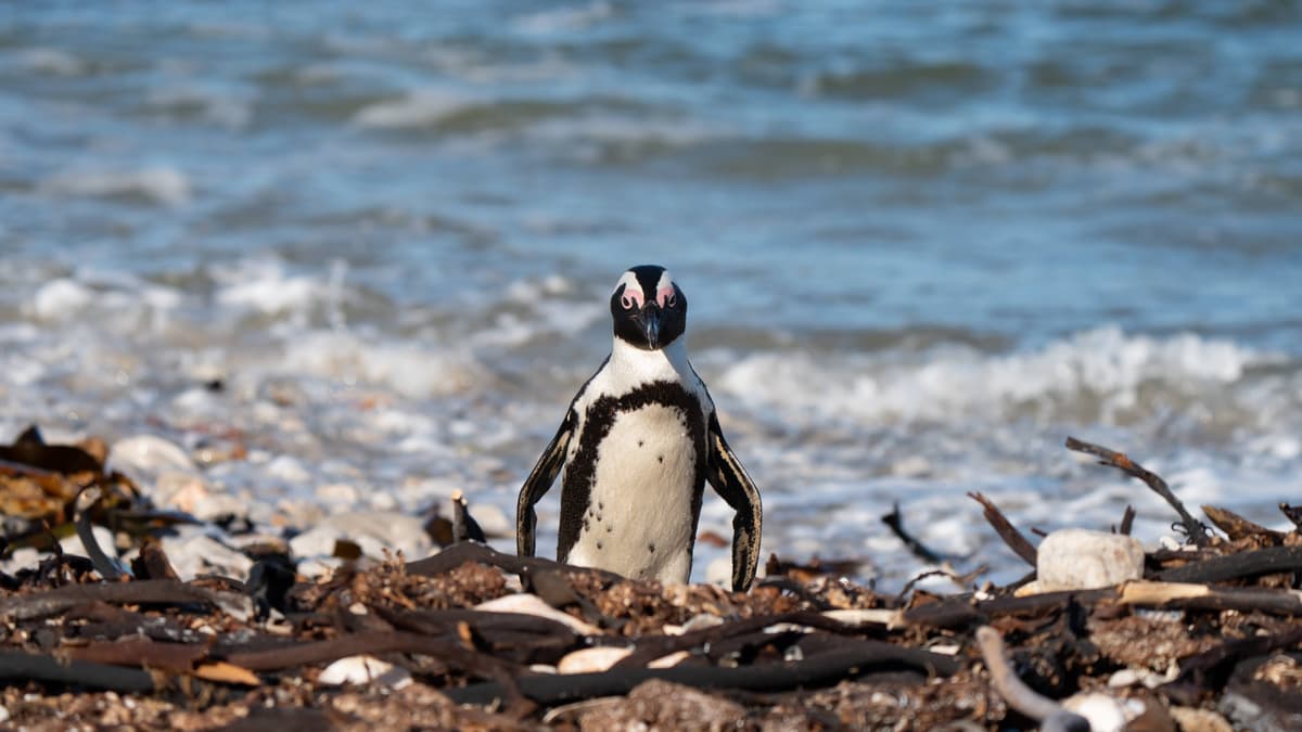 More Ancient Linux Device Support Faces the Chop