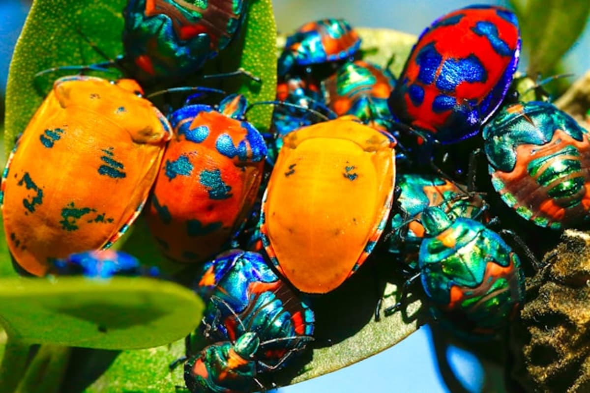 Bug Bounty Switzerland Raises $13.1M in Series A Funding