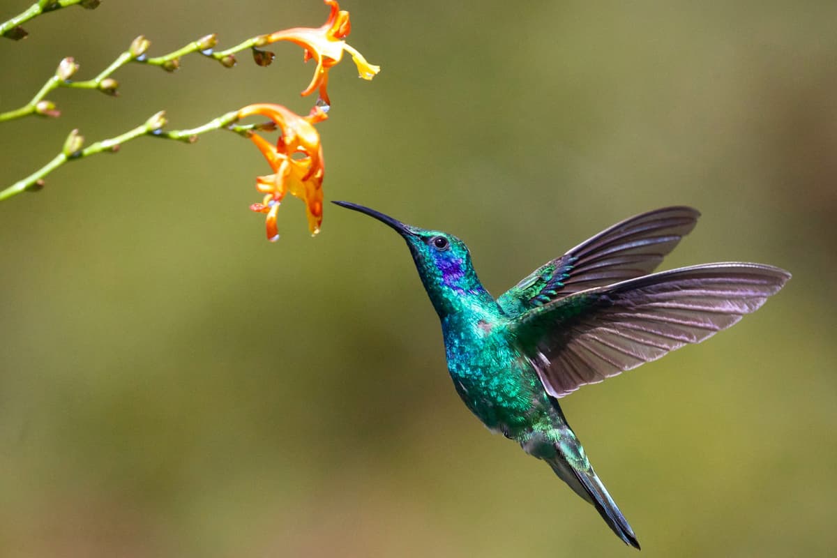 Hummingbird Launches AI Agents for Compliance Teams