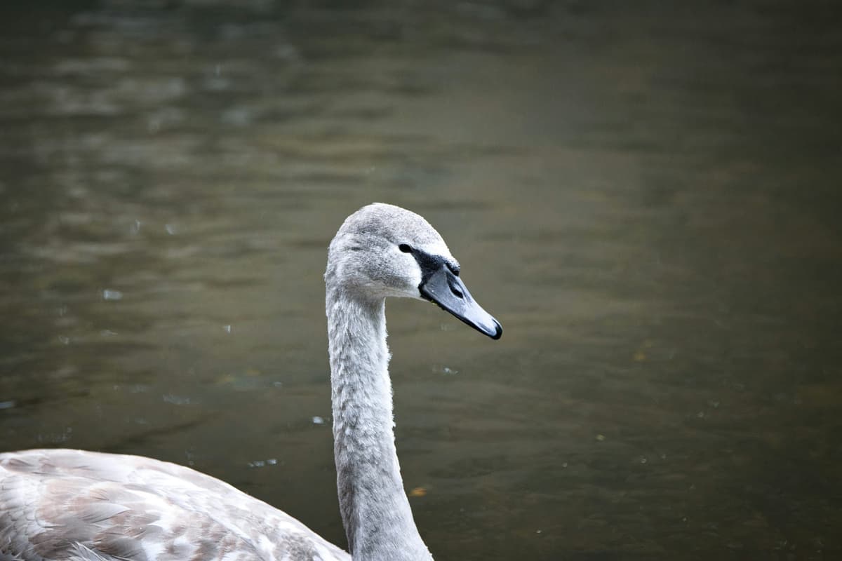 Gray Swan Raises $40m to Make AI Deployment Secure