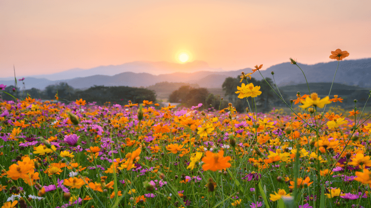 Help Your Direct Bookings Bloom with Creative Seasonal Strategies