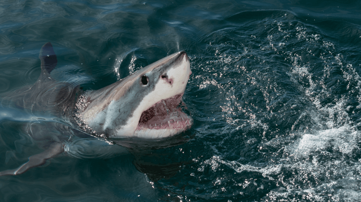 Predatory OTAs Are Hijacking Your Boutique Hotel Bookings