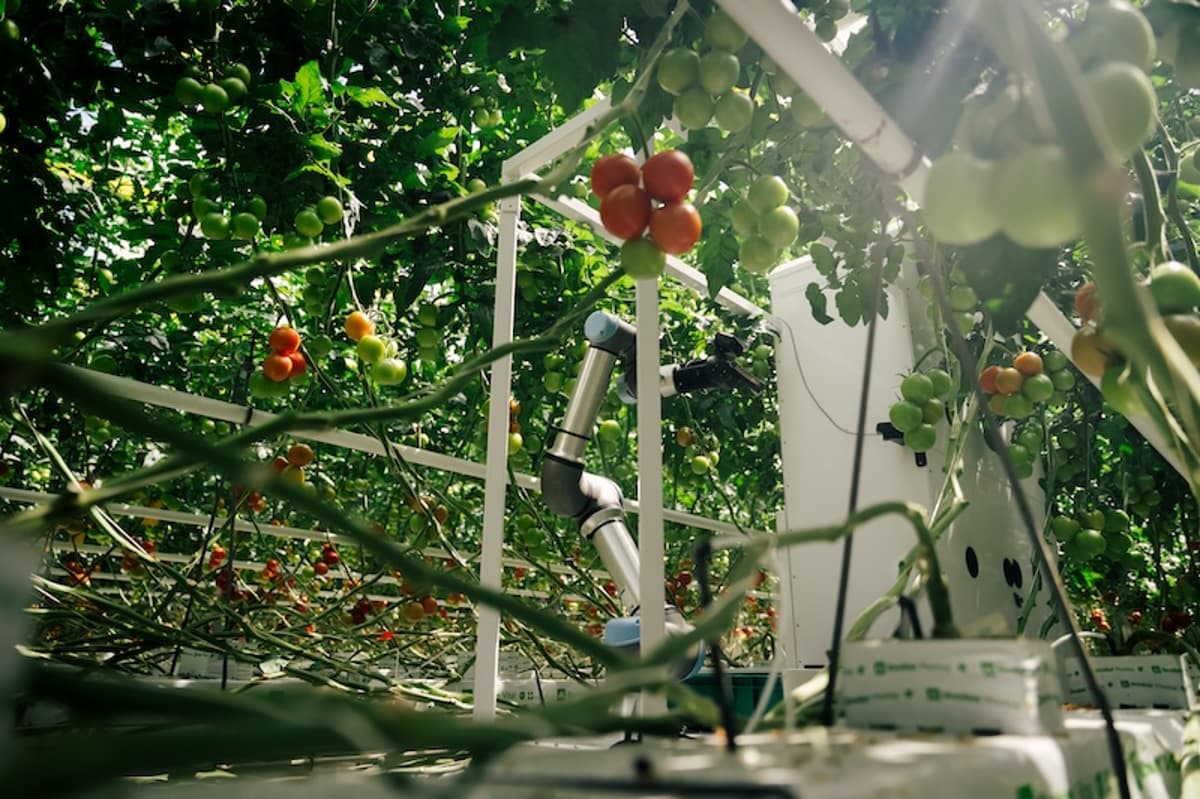 Robotics Firm Eternal and Seed Breeder Rijk Zwaan Partner to Optimize Tomato Varieties for Greenhouse Automation