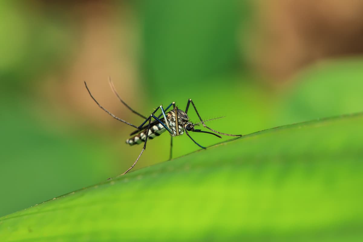 Drones Over the Swamp: How South Walton Is Reinventing Mosquito Control