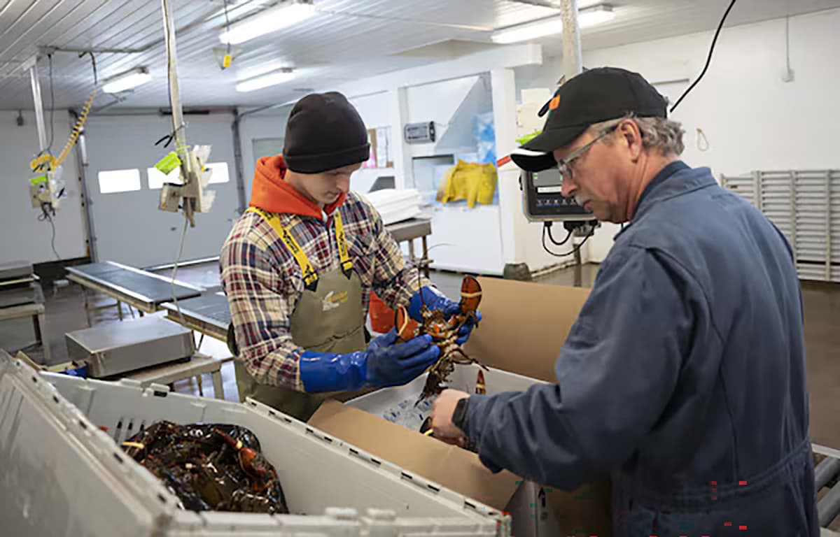 “The Current Market Opportunity Is Deplorable” – Canadian Live Lobster Sector Weathering Intense Headwinds
