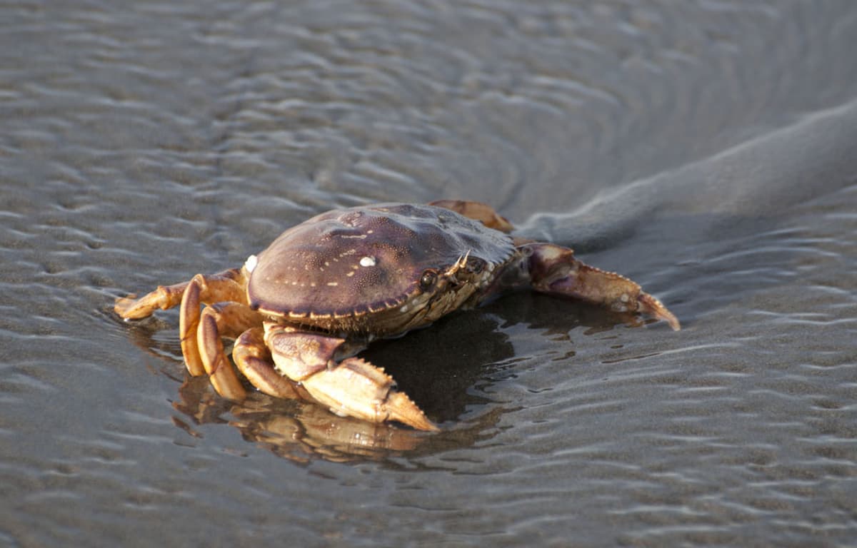 California Set to Close More of Dungeness Crab Fishery to Traditional Gear, but Harvesters Can Keep Hauling Traps with Pop-Up...