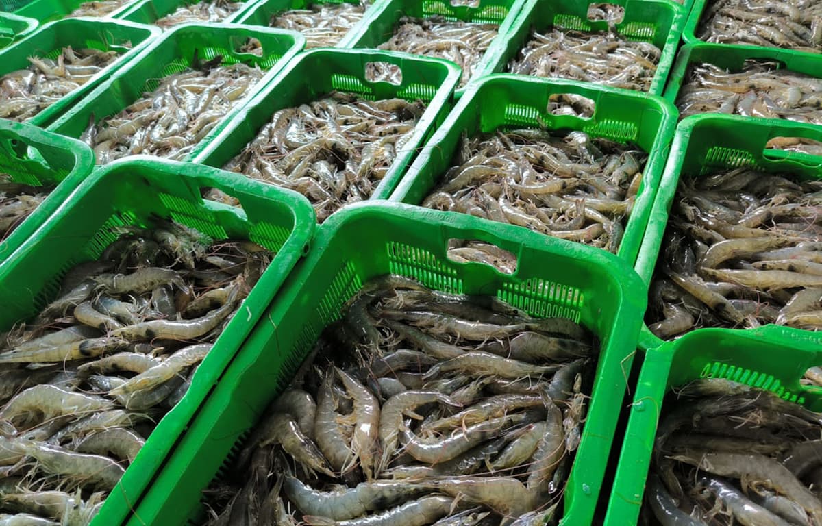 US Lawmakers Request Broad Section 301 Investigation Into Foreign Seafood