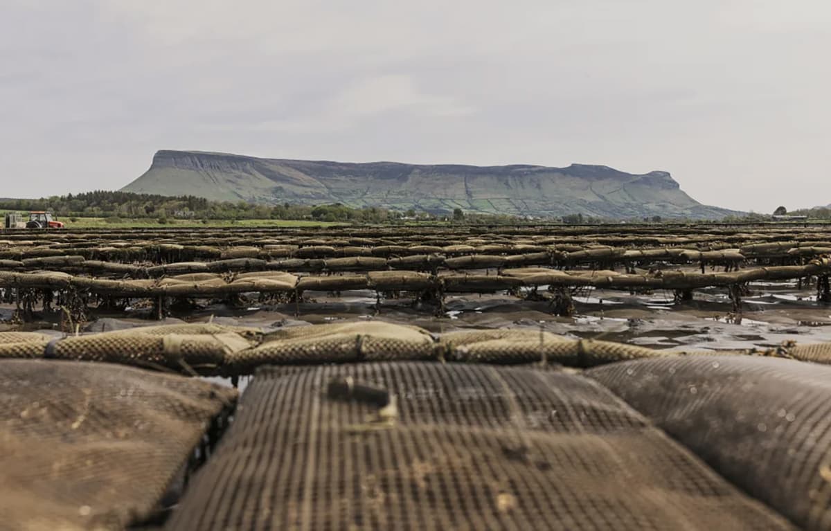 Ireland Forms Collective Oyster Brand for Marketing, Promotional Purposes