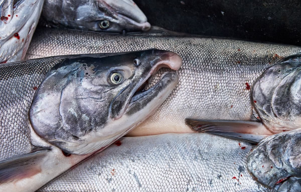US Seafood Sector Raises Issues with EU CATCH Requirements