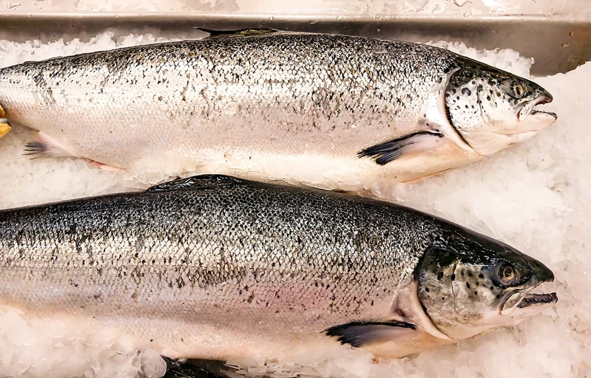 Kontali: Salmon Sector in Slowdown as Supply Tightens, Trade and Demand Dynamics Shift, and Tensions Rise in Middle East