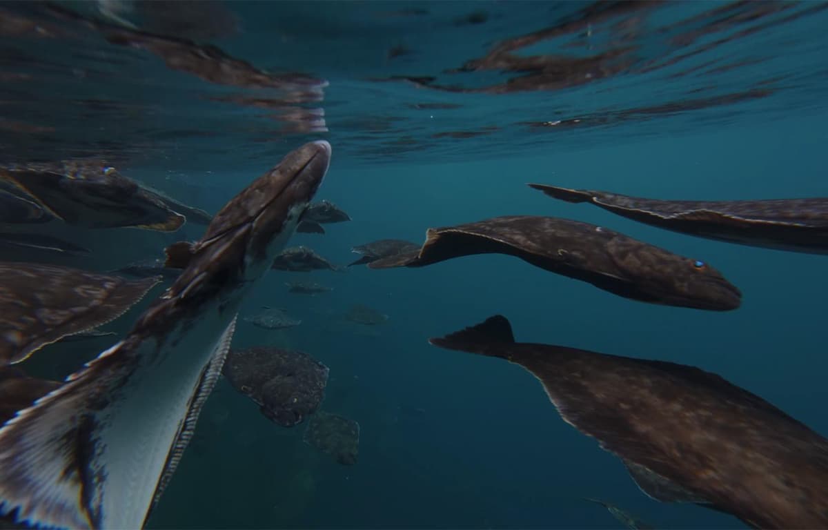 Nordic Halibut Acquires Thule Marine and Gulbygget in Strategic Expansion