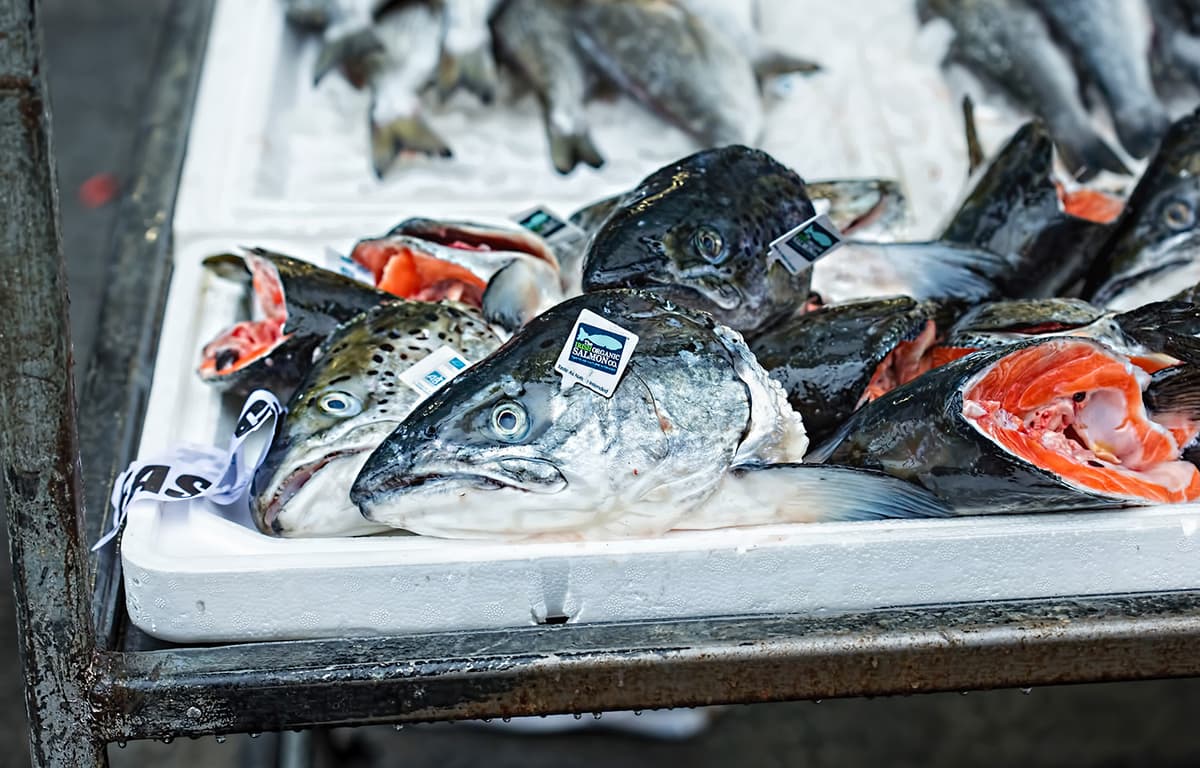 Prices for Atlantic Salmon From Norway Continue Their Steady Decline Into Week 17