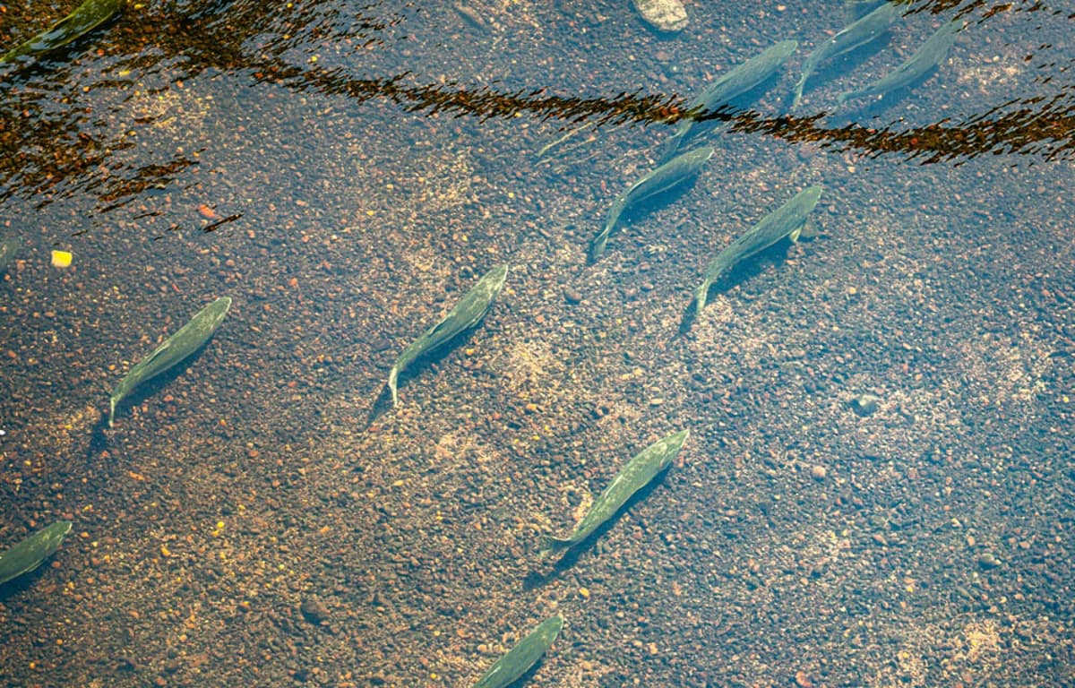 Aquaculture Representative Group Drops Lawsuit Against Washington Net-Pen Ban