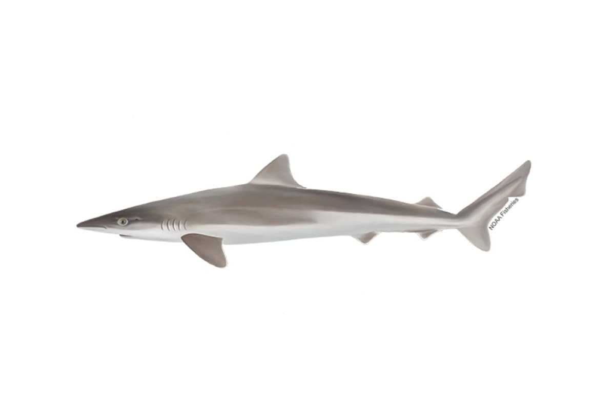 NOAA Fisheries Determines some Tope Sharks Should Be Listed Under the ESA