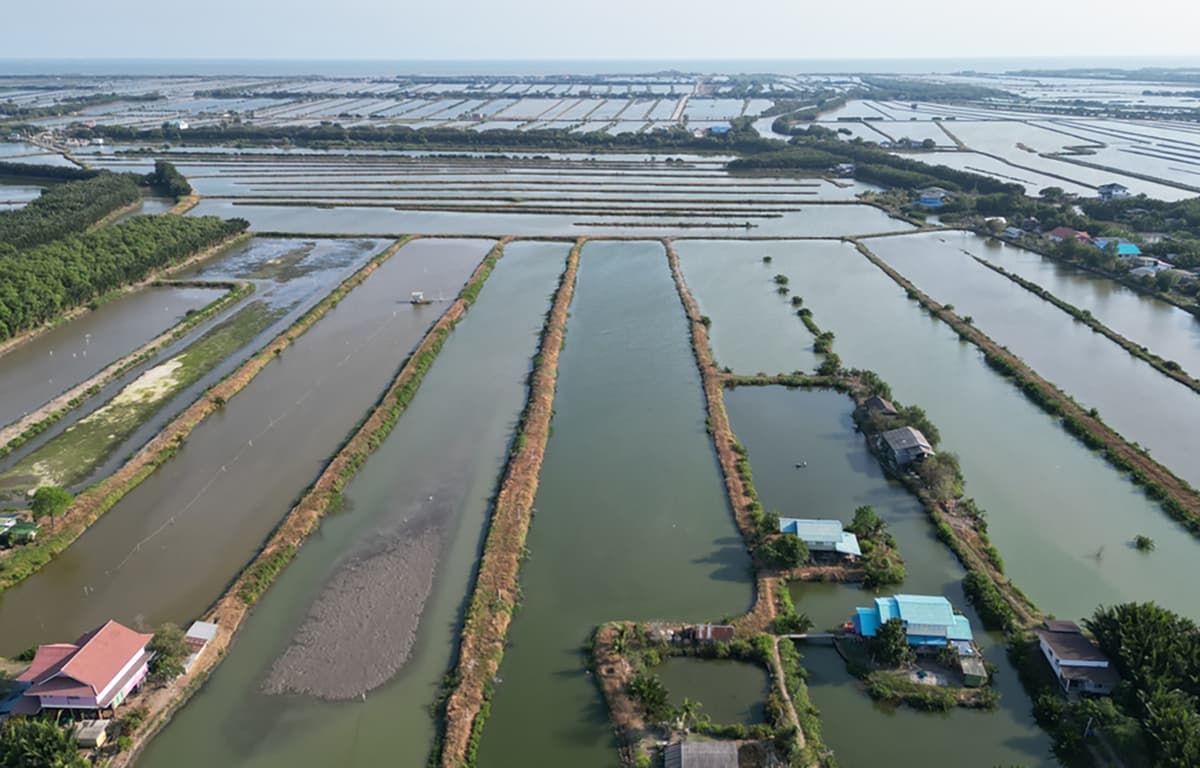 Malaysia to Suspend Five Thai Shrimp Species, Restrict Sea Bass Imports over Reciprocal Trade Dispute