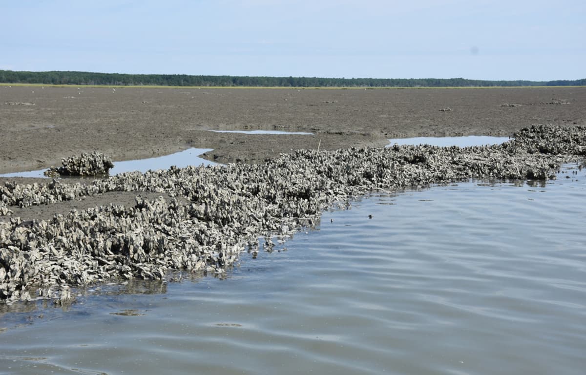 Mississippi Judge Rules Private Oyster Lease Scheme Is Unconstitutional