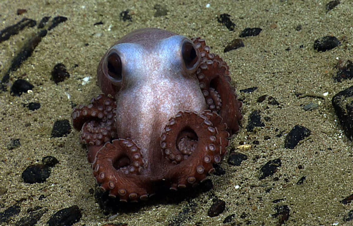 Conservation Groups Launch Lawsuit After Trump Admin Reopens Seamounts Monument to Fishing