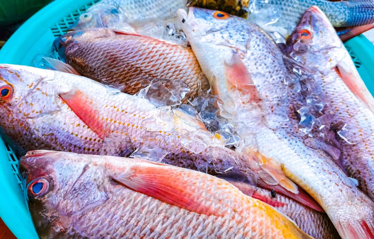 Oceana: Nearly 40 Percent of Fish Sold in Mexico Has Been Substituted for Cheaper Species