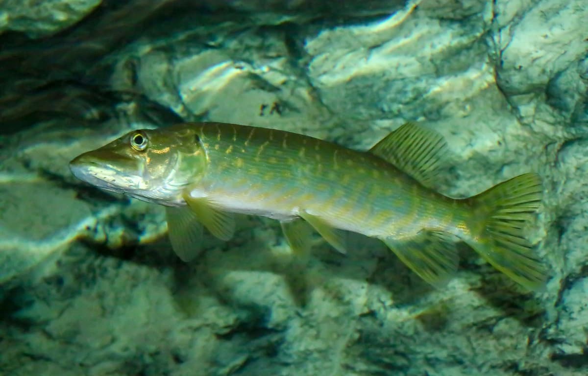 Higher Water Temps in Southcentral Alaska Aiding Invasive Pike Feeding Patterns