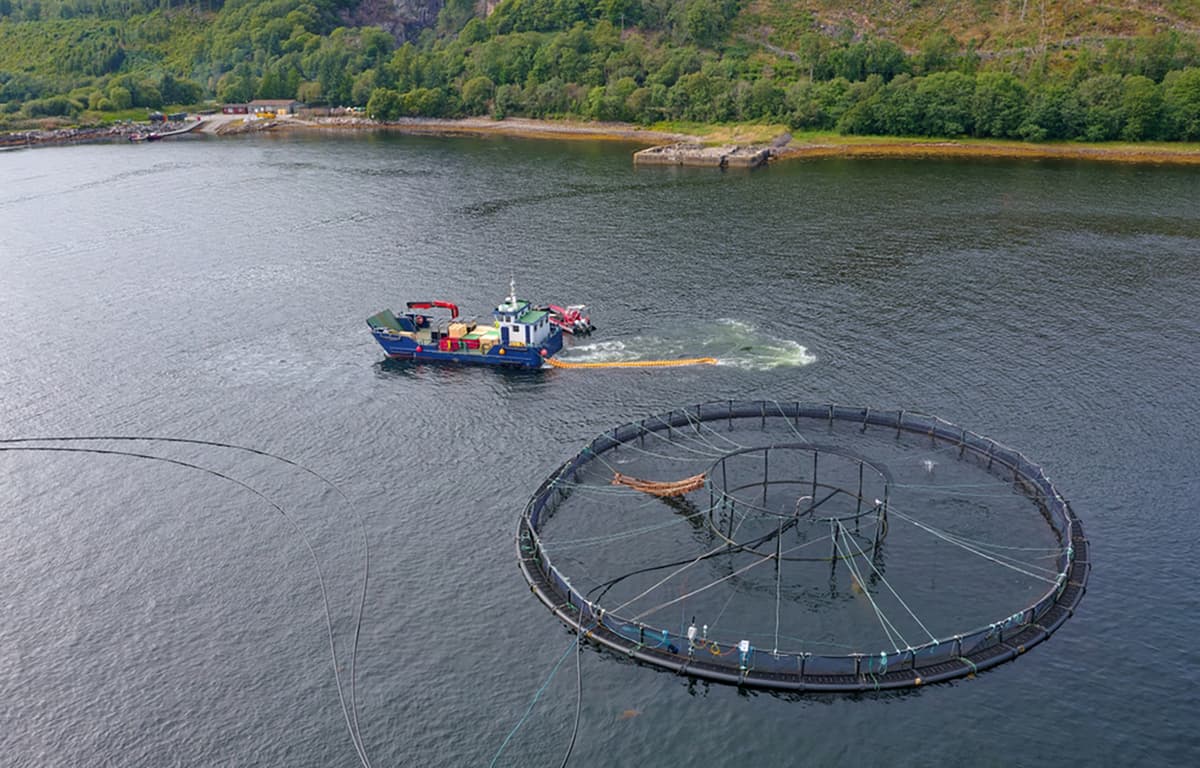 Scottish Salmon Survival Rates Reach New Q1 High Following GBP 1 Billion Investment Push