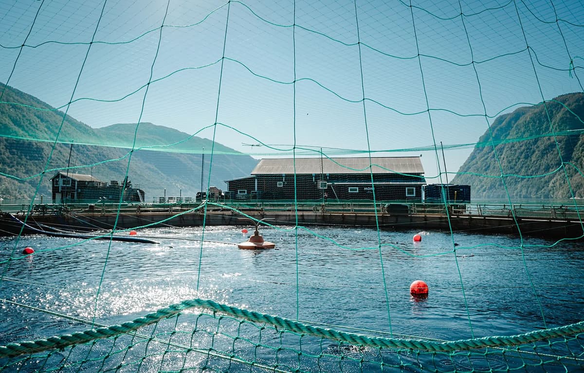 Mowi Acquires Torghatten Aqua's 4,500‑GWT Seawater Salmon Farming Business
