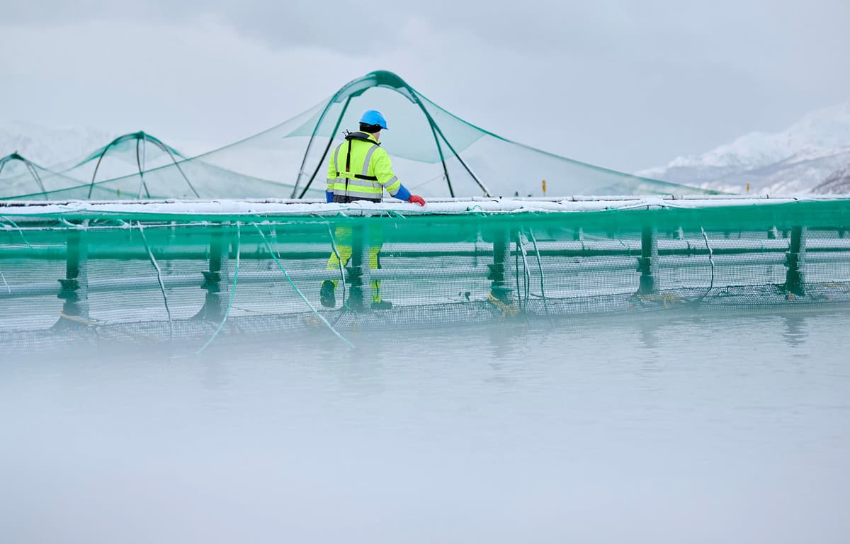 Increased Salmon Volumes for SalMar in Q1; Grieg Warns Biological Challenges Will Cost USD 7 Million