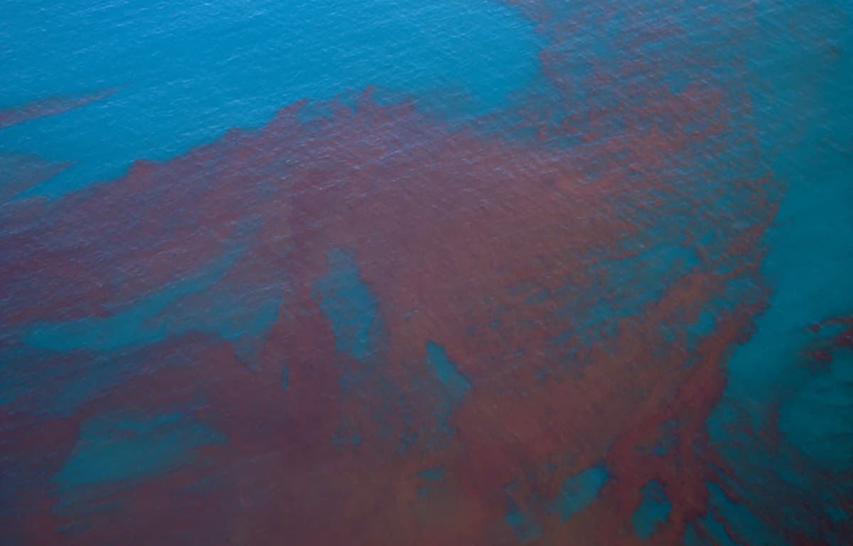 Chilean Authorities Meet with Salmon Sector to Coordinate Algal Bloom Response